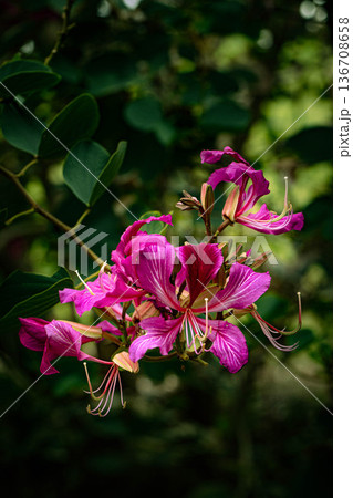 バウヒニア バウヒニア 136708658