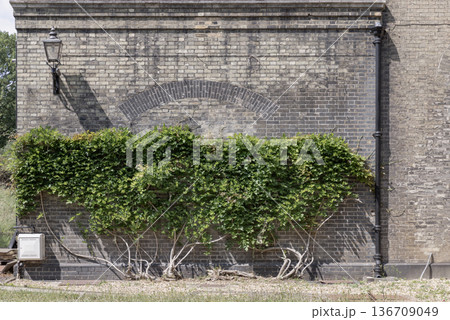 Vibrant Boston ivy (Parthenocissus tricuspidata) artfully adorns the London Museum of Water & Steam. Vibrant Boston ivy (Parthenocissus tricuspidata) artfully adorns the London Museum of Water & Steam. 136709049