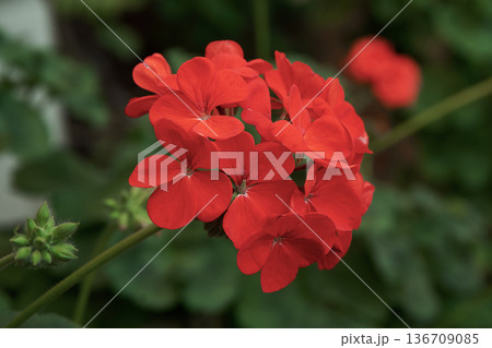 Red pelargonium inquinans blooming a beautiful flower cluster. Vibrant geranium close up blossom for gardening and spring concept. 136709085