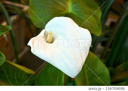 White spathiphyllum wallisii flower with a yellow spadix blooming against green leaves. Plant for nature concept, home decor. White spathiphyllum wallisii flower with a yellow spadix blooming against green leaves. Plant for nature concept, home decor. 136709086