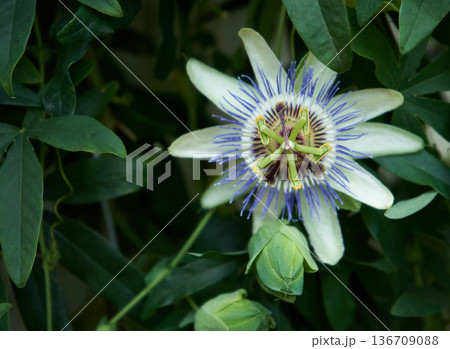 Close up of Passiflora caerulea or blue passionflower with details of petals, filaments, and buds. Botanical garden floral background for design. Close up of Passiflora caerulea or blue passionflower with details of petals, filaments, and buds. Botanical garden floral background for design. 136709088