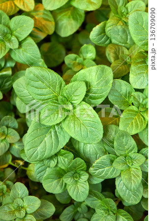 Limnophila rugosa aquatic plant in close up view. Vibrant green leaves providing a natural background for botany and nature. Limnophila rugosa aquatic plant in close up view. Vibrant green leaves providing a natural background for botany and nature. 136709090