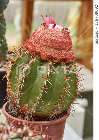 Green melocactus intortus succulent with spines and pink flowers in a brown pot. Caribbean tropic plant for botanical garden. Green melocactus intortus succulent with spines and pink flowers in a brown pot. Caribbean tropic plant for botanical garden. 136709092