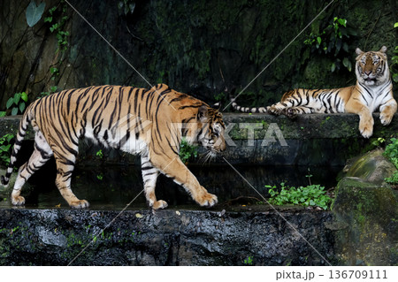 Close up bengal tiger is beautiful animal and dangerous in forest Close up bengal tiger is beautiful animal and dangerous in forest 136709111