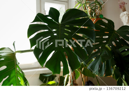 Large monstera leaves before plant care process in home rehabilitation setting Large monstera leaves before plant care process in home rehabilitation setting 136709212