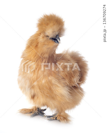 silkie bantam in studio silkie bantam in studio 136709274