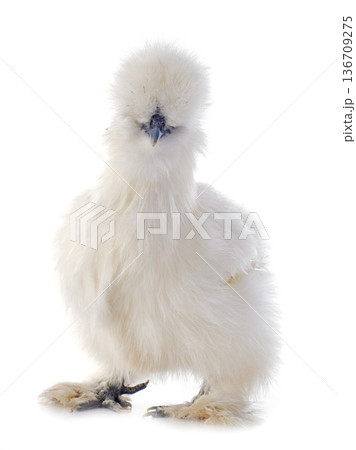 silkie bantam in studio silkie bantam in studio 136709275