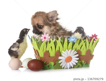 puppy chihuahua and chicks puppy chihuahua and chicks 136709279