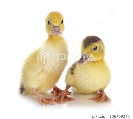 ducklings in studio ducklings in studio 136709280
