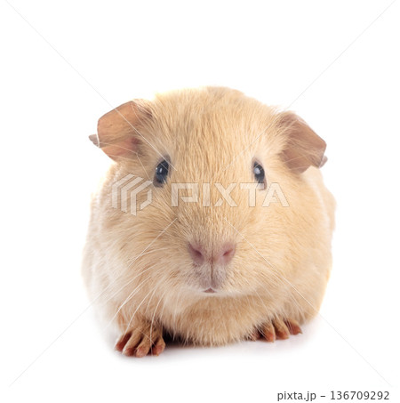 guinea pig in studio 136709292