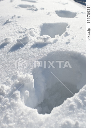 雪の中の足跡 136709314