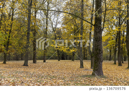 the land covered with orange dry maple foliage in the park with tall deciduous maple trees, beautiful cloudy weather in the park in the autumn season after leaf fall the land covered with orange dry maple foliage in the park with tall deciduous maple trees, beautiful cloudy weather in the park in the autumn season after leaf fall 136709576