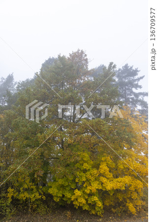 maples with yellowed autumn foliage growing at the edge of the field in foggy weather 136709577
