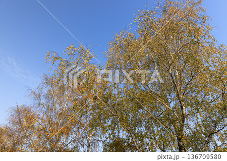 autumn birch foliage against a sky background in sunny weather, blue bright sky and bright beautiful orange or yellow birch foliage 136709580