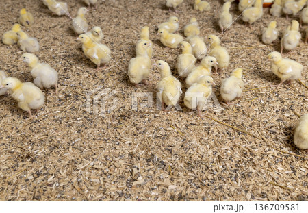 cute fluffy yellow chickens at a poultry farm for growing meat breeds of poultry, small chickens covered with yellow fluff on sawdust in the poultry farm building 136709581