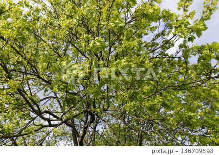 the first green foliage on trees in the spring season during the flowering of the maple tree, a large number of green foliage and green flowers on the branches of the tree in warm spring weather 136709598