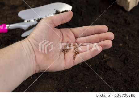 daikon seeds and earth-filled cardboard pots for seedlings with fertile brown soil, daikon seeds and paper disposable cups for seedlings filled with soil mixed with humus and peat 136709599