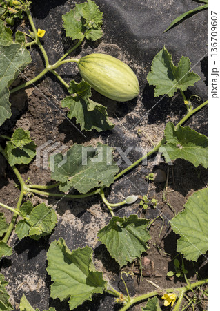 a small green melon grown in a cold climate in the open ground without a greenhouse, growing thermophilic plants in a cold climate in Europe, the fruit is small and grows in the field 136709607