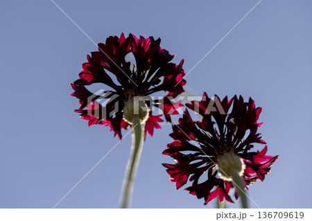 beautiful hybrid red cornflowers in the autumn in the garden , the last few spring cornflowers of an unusual red color against the blue sky beautiful hybrid red cornflowers in the autumn in the garden , the last few spring cornflowers of an unusual red color against the blue sky 136709619