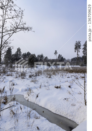a winter landscape with a mixed forest and a field completely covered with snow and snowdrifts and a small river completely frozen a winter landscape with a mixed forest and a field completely covered with snow and snowdrifts and a small river completely frozen 136709629
