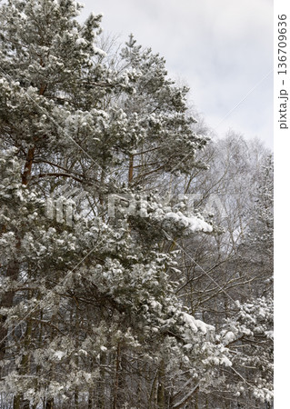 pines covered with ice and snow after frosts and snowfalls in the winter season, beautiful pine trees in the evening, evergreen pines during frosts and snowfalls 136709636