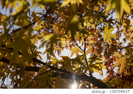 maple foliage in the autumn of the year in the park closeup, the details of the red maple foliage during leaf fall in sunny weather 136709637