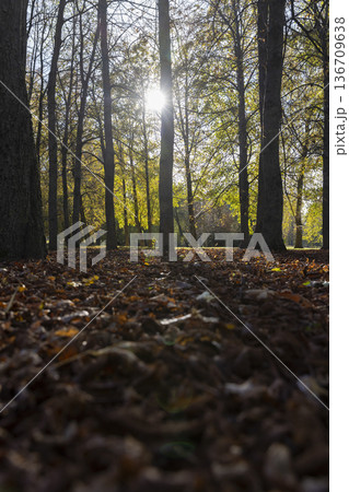 maple foliage in autumn in sunny weather, big changes in the forest on maple trees in autumn, the sun shines through the trees and shines through the yellow foliage 136709638