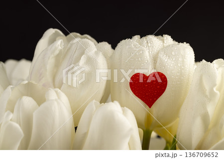 wet red heart-shaped sticker on wet white beautiful fresh tulips in the spring season, beautiful white flowers tulips with red sticker symbolizing love, covered with water drops wet red heart-shaped sticker on wet white beautiful fresh tulips in the spring season, beautiful white flowers tulips with red sticker symbolizing love, covered with water drops 136709652