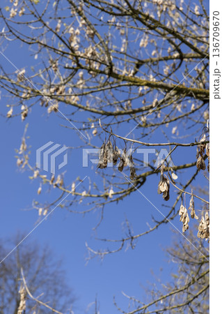 old dry ash seeds on the branches of trees in the spring season in sunny weather, a tree without foliage in the spring season on the background of the blue sky in sunny hot weather old dry ash seeds on the branches of trees in the spring season in sunny weather, a tree without foliage in the spring season on the background of the blue sky in sunny hot weather 136709670