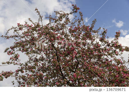 the first foliage is red petals on fragrant sweet cherry blossoms, numerous beautiful cherry buds and flowers on the branches of a tree in an orchard in the warm spring season the first foliage is red petals on fragrant sweet cherry blossoms, numerous beautiful cherry buds and flowers on the branches of a tree in an orchard in the warm spring season 136709671