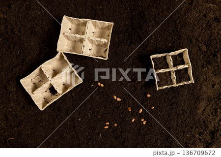 bean seeds for and filled with earth cardboard pots for seedlings with fertile brown soil, bean seeds and disposable cups for seedlings filled with soil mixed with humus and peat 136709672