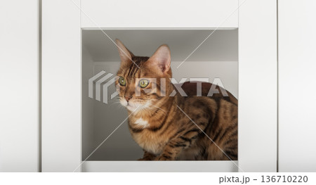 Bengal cat inside cabinet Bengal cat inside cabinet 136710220
