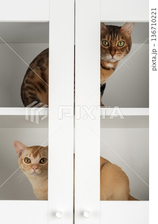 Bengal and Burmese cats cabinet Bengal and Burmese cats cabinet 136710221