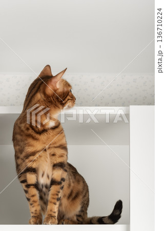 Bengal cat sitting on shelf Bengal cat sitting on shelf 136710224