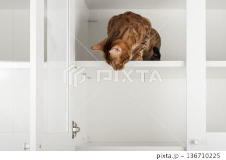 Bengal cat on cabinet shelf 136710225