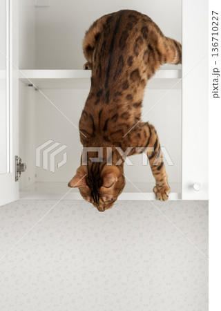 Bengal cat descending cabinet 136710227