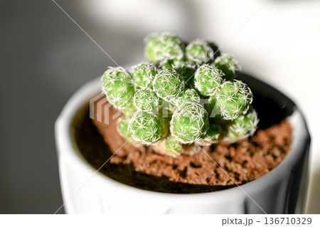 サボテン　銀手毬 136710329