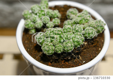 サボテン　銀手毬 136710330