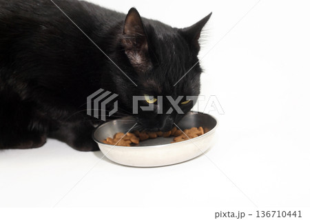 The Black Cat Is Having Lunch 136710441