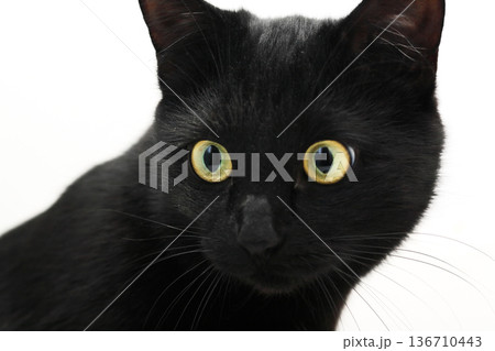 A Black Cat 136710443