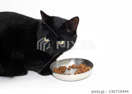 The Black Cat Is Having Lunch 136710444
