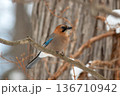 北海道の森に生息するミヤマカケス 136710942