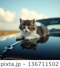 車の上で眠くなったこにゃんこ 136711502