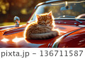 車の上で昼寝タイムのこにゃんこ 136711587
