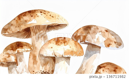 キノコのイラスト素材 136711982