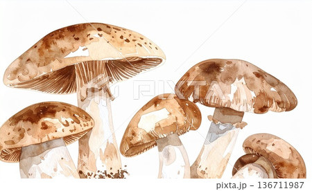 キノコのイラスト素材 136711987