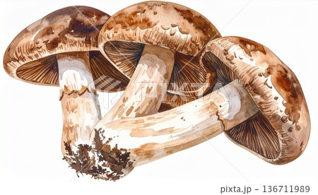 キノコのイラスト素材 136711989