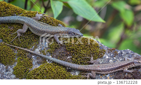 Madeiran Wall Lizard, Madeira, Portugal 136712228