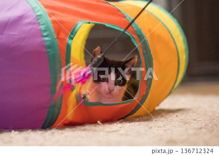 Cute little cat pet lying in bright tunnel tube and playing feather wand. Happy kitten portrait 136712324