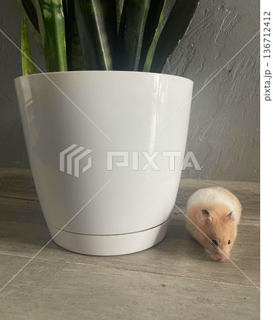 a small hamster near the plant a small hamster near the plant 136712412